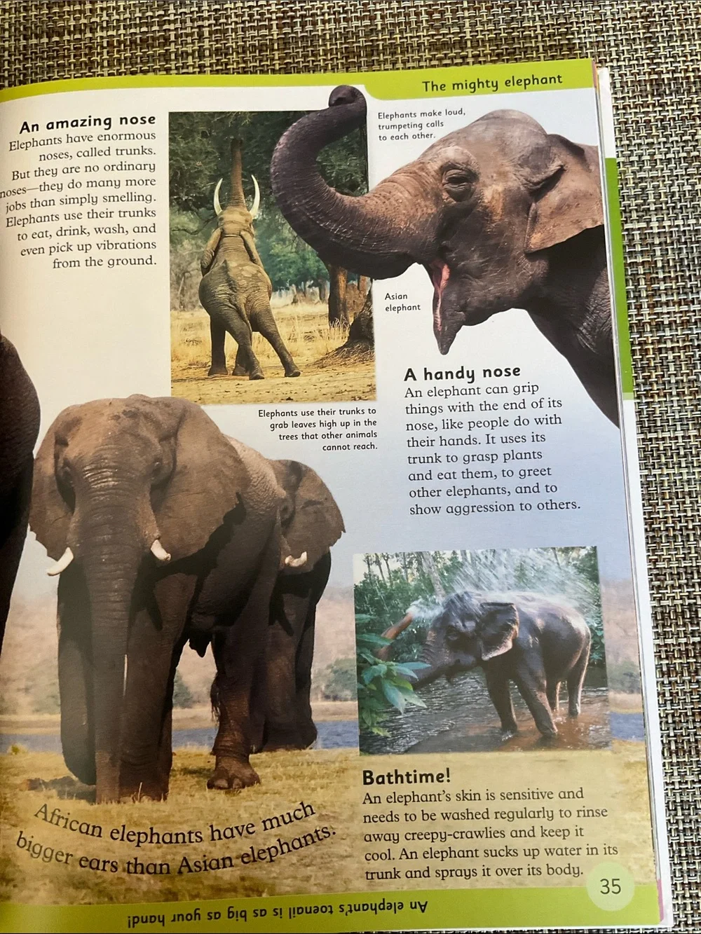 First Animal Encyclopedia - NWT